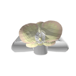 Extra Arms Holding an Orchid