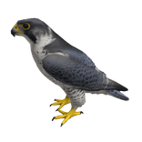 Falcon Bird Left Shoulder Pet