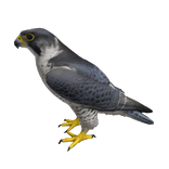 Falcon Bird Right Shoulder Pet