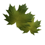 feuille visage