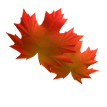 feuille visage