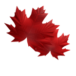 feuille visage