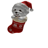 Fluffy White Puppy in Santa Stocking 🐶🎄