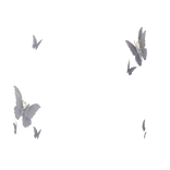 Fluttering Head Butterflies in White