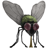 Fly On Head