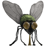 Fly On Head