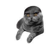 Folk Cat Pet