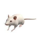 FREE Rat Shirt
