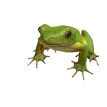 Friendly Frog
