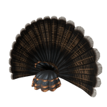 Fully Flared Turkey Tail