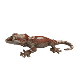 Gargoyle Gecko Left Shoulder Pet