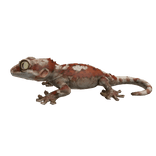 Gargoyle Gecko Right Shoulder Pet