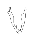 Gaster Blaster Jaw