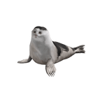 Gato Foca Tierno