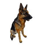 German Shepard Dog Sitting On Head