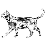 Glitched Cat