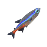 Glowing Cute Pet Neon Tetra Fish