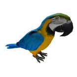 Gold And Blue Macaw Parrot Right Shoulder Pet