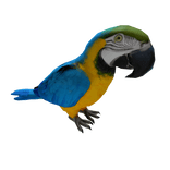 Gold And Blue Macaw Parrot Sitting On Head
