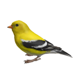 Goldfinch Bird Left Shoulder Pet