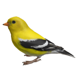 Goldfinch Bird Right Shoulder Pet