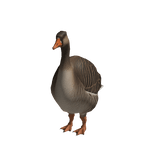 Goose 