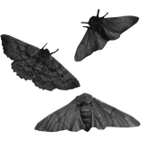 ♰ Gothic Moths