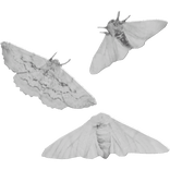♰ Gothic White Moths