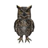 Great Horned Owl Right Shoulder Pet