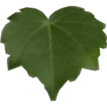 green leaf pants
