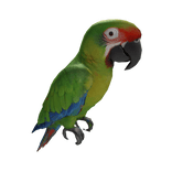 Green Macaw Parrot ( Left Shoulder )