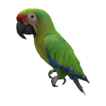 Green Macaw Parrot ( Right Shoulder )