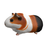 Guinea Pig Right Shoulder Pet