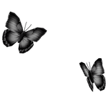 Hair Butterflies Behind [Black]