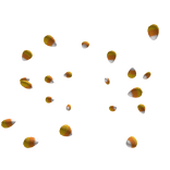 Halloween Candy Corn Aura