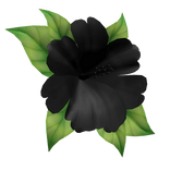 hibiscus head flower black