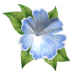 hibiscus head flower blue white