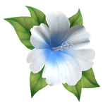 hibiscus head flower blue white