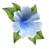 hibiscus head flower blue white
