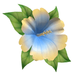 hibiscus head flower blue yellow