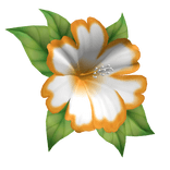hibiscus head flower orange white