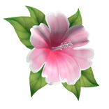 hibiscus head flower pink