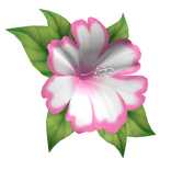 hibiscus head flower pink white