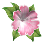 hibiscus head flower pink white