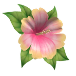 hibiscus head flower pink yellow