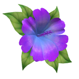hibiscus head flower purple blue