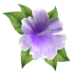 hibiscus head flower purple white