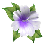 hibiscus head flower purple white