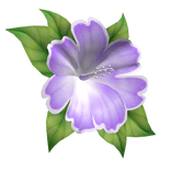 hibiscus head flower purple white