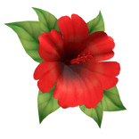 hibiscus head flower red